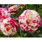 Vanille Fraise (Ваніла Фрейз)
